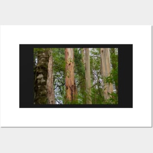 Four tree trunks in Otway National Park. Posters and Art